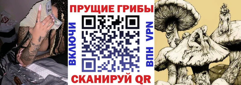 Псилоцибиновые грибы Cubensis  Нестеровская 